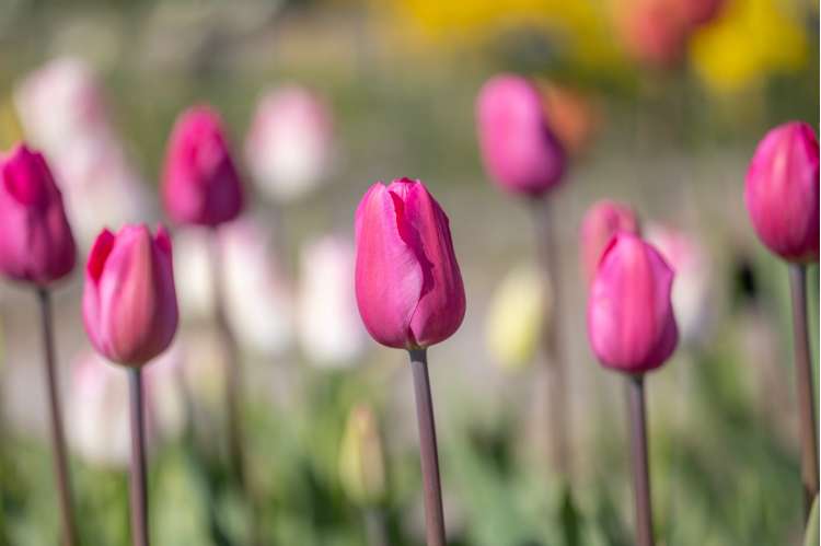 Tulpe 'Don Quichotte'